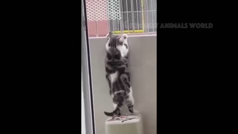 Funny animals video😂