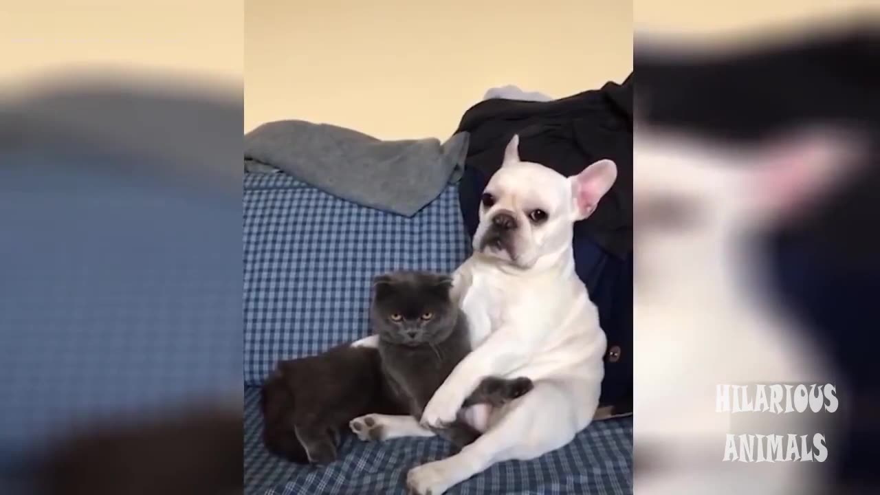 Funny Cat Videos