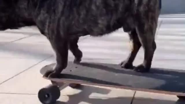 Cute dog 🐕 Skateboard | dog I am the world skateboarding dog|😁🥵