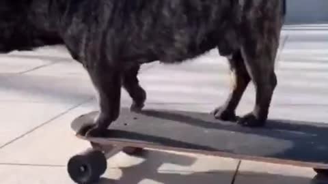 Cute dog 🐕 Skateboard | dog I am the world skateboarding dog|😁🥵