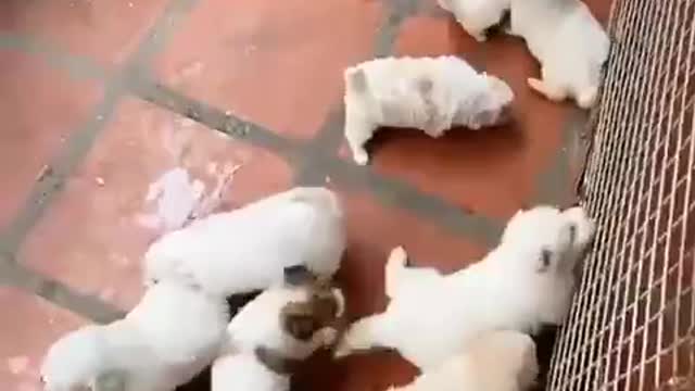 A lot of very cute little dogs