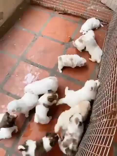 A lot of very cute little dogs