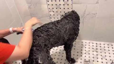 MUST WATCH…If you give your dogs a bath at home…