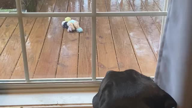 Cane Corso sad his favorite toy was left outside in the rain