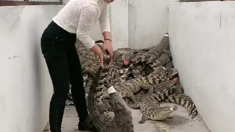 Crocodile hunting