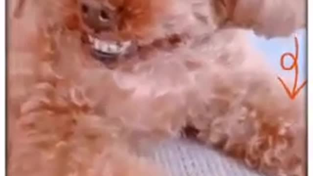 Funny Dog Laughing OMG, Video #shorts#subscribe