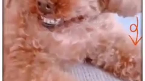 Funny Dog Laughing OMG, Video #shorts#subscribe