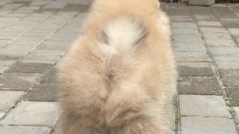 😍😍🐕‍🦺fluffy dog🥰🥰🥰🥰