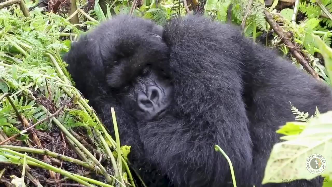 Sleepy Gorilla