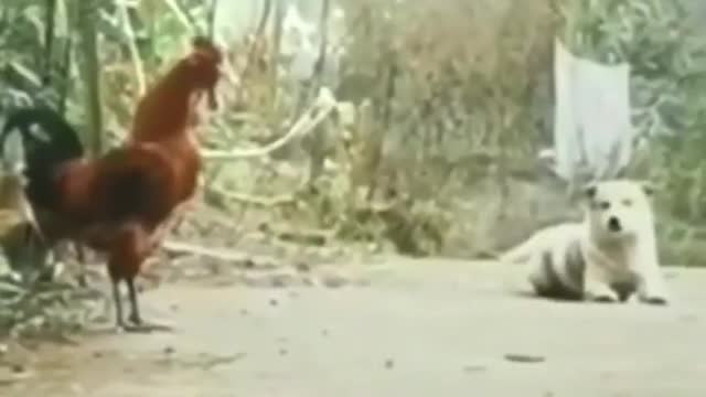 Dog and hen