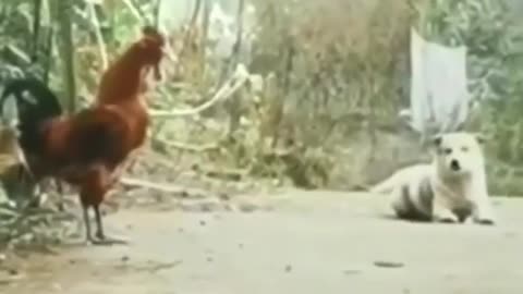 Dog and hen