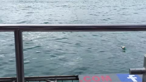 great white shark breaching