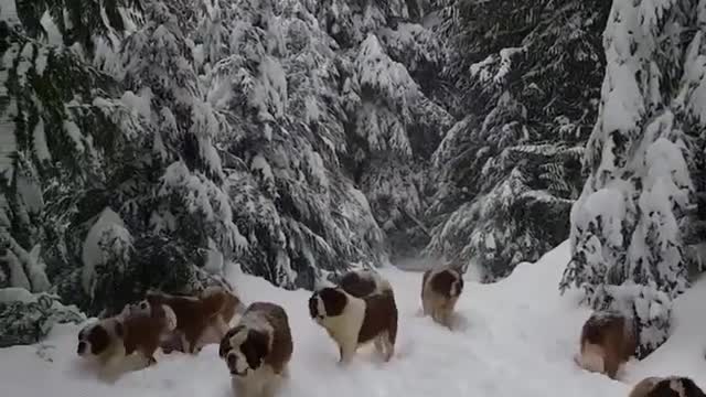 dogs love to play with snow