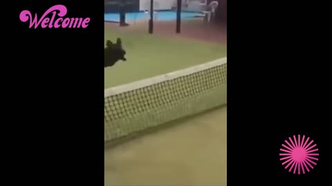 IF YOU SMILE I WIN, WATCH THIS FUN VIDEO OF DOG PLAYING.