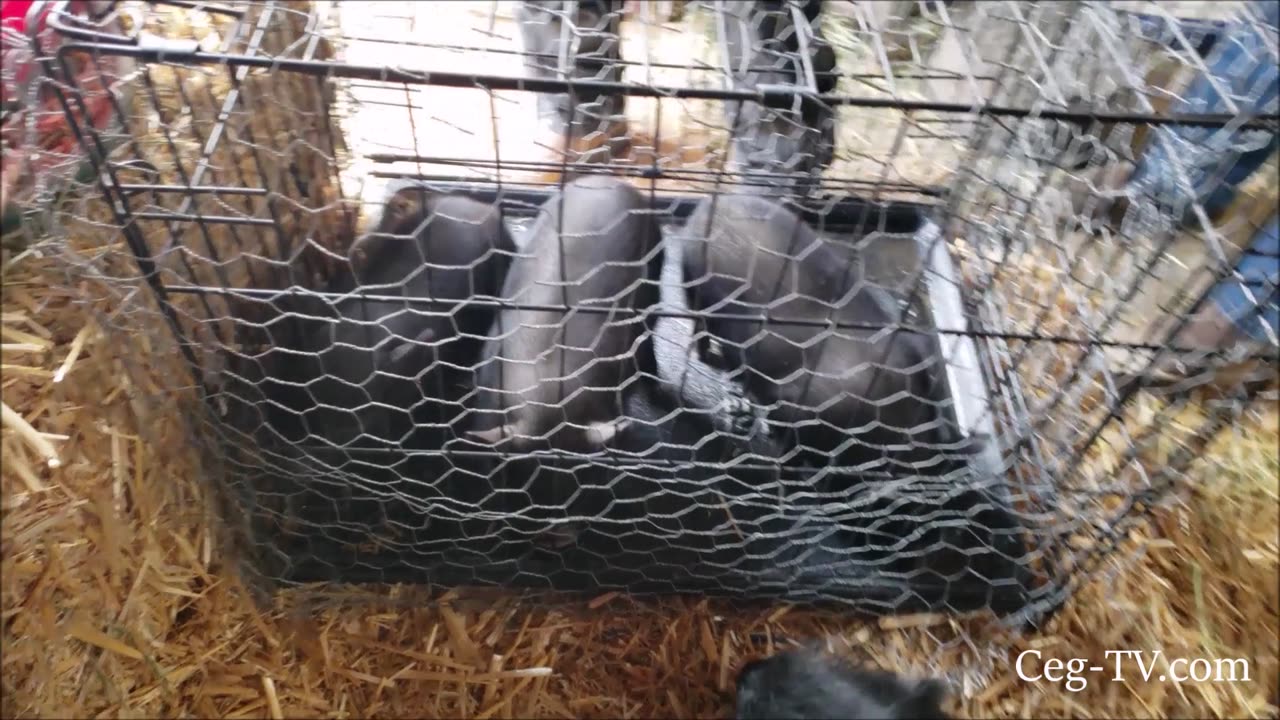 Graham Family Farm: The 3 Little Pigs Had a Bad Day