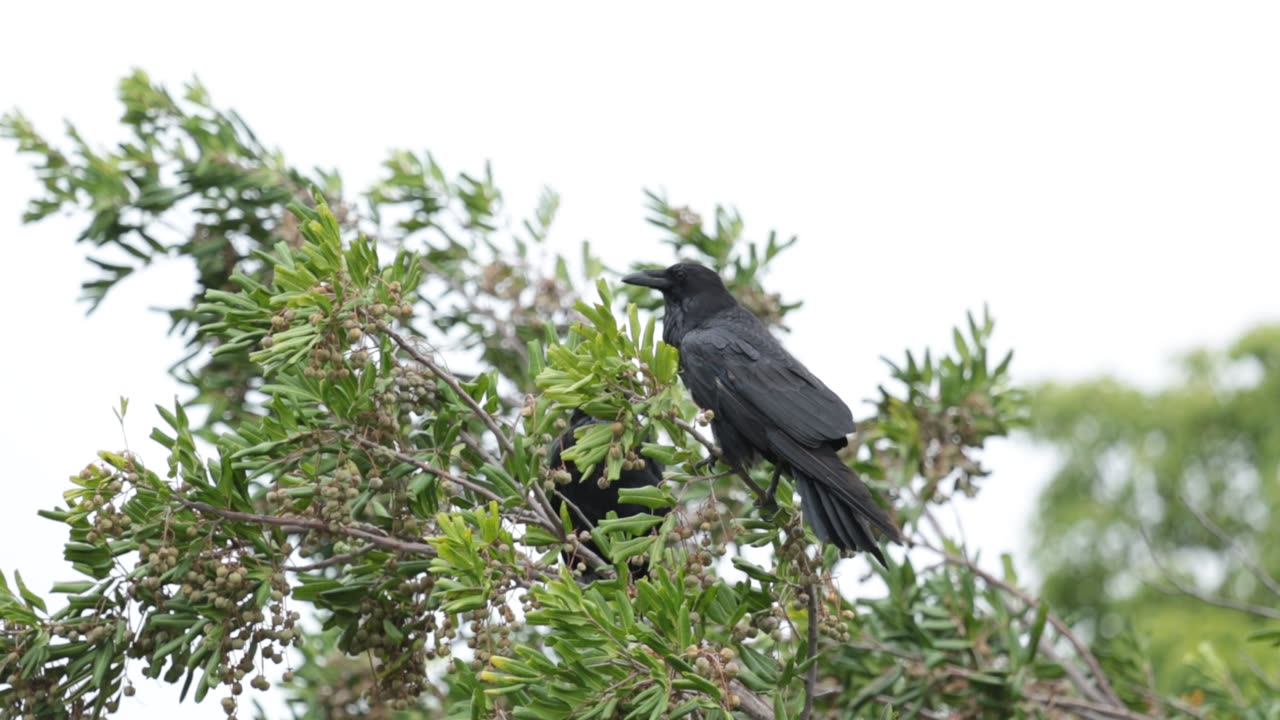 Two Black Crows Birds In A Tree