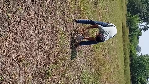 working in the fields