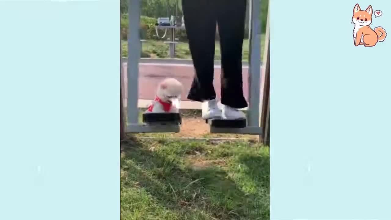 PUPPIES DOGS ❣️❣️❣️❣️❣️❣️