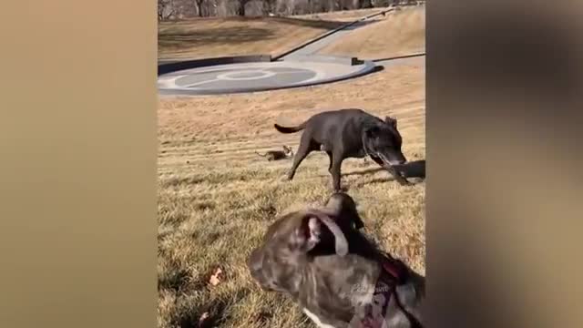 Hilarious dog and cat