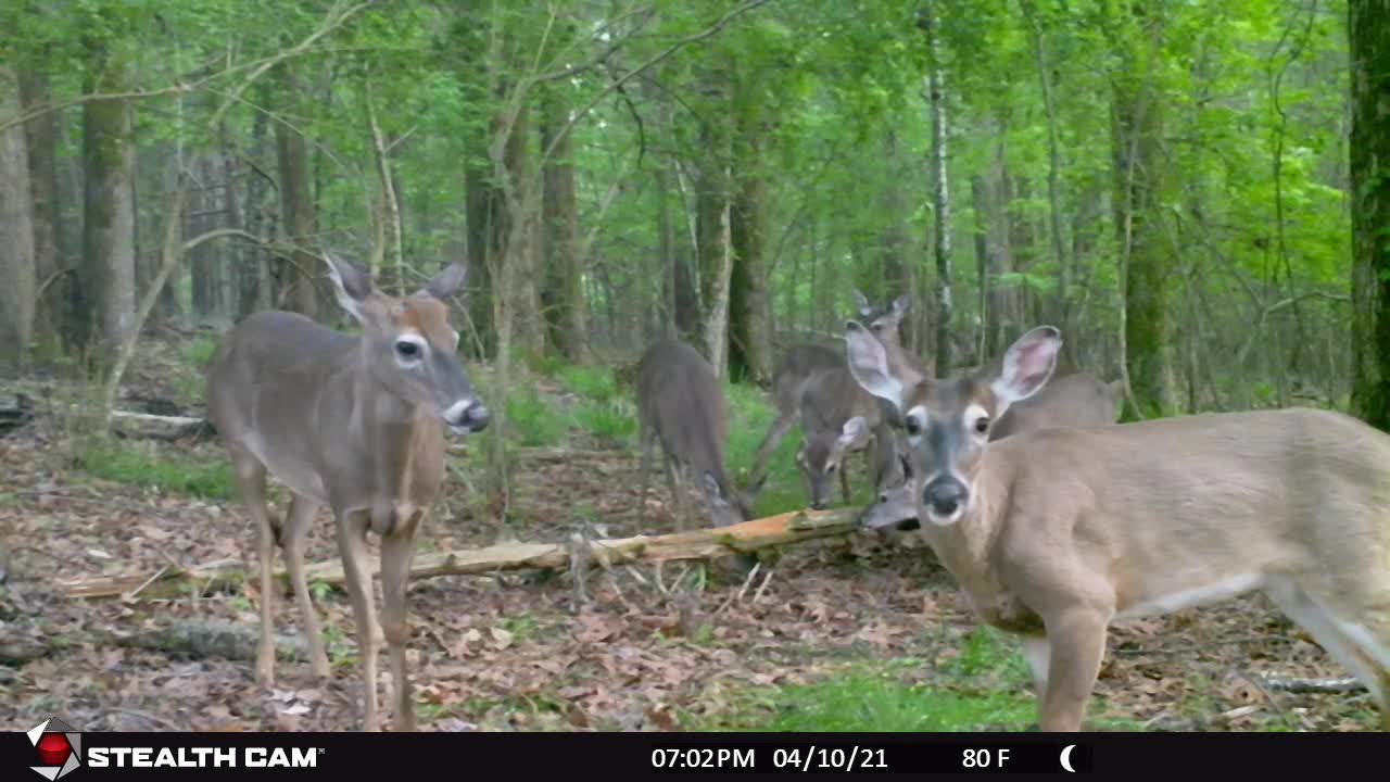 Bucks with Budding Antlers Rise Up On Hind Legs