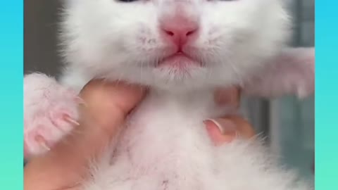 #Cute little kitten cry meow