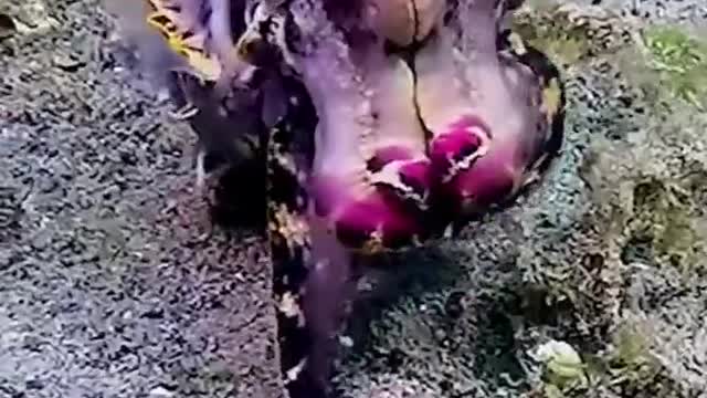 beautiful see creature.......