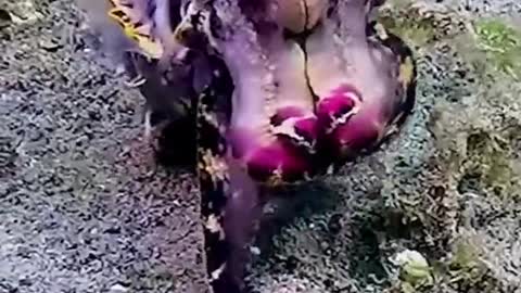 beautiful see creature.......