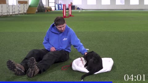 exercises that help calm your dog