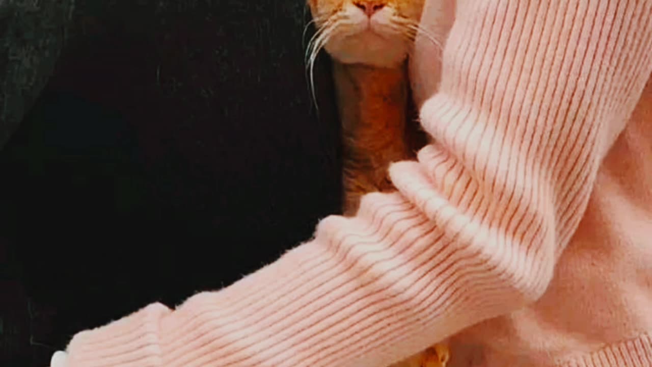 Funny Cat videos #cat #cats #catsoftikktok #catlovers #catvideo#viral #tiktok #trend #shorts