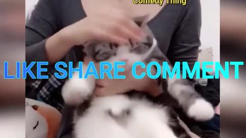 Funny Cutest Cat's
