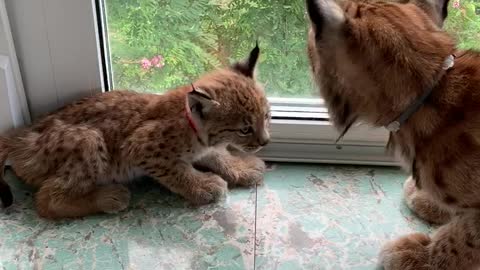 Cute Little Lynx on the Windowsill