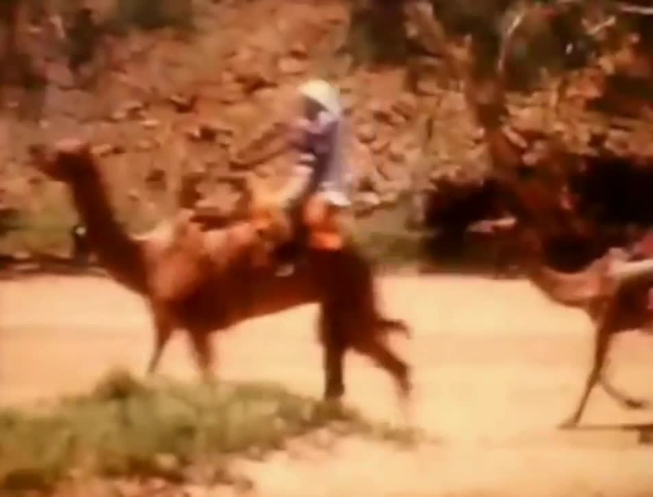 The First Camel Cup