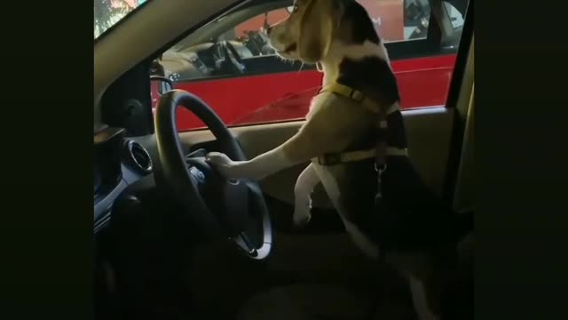 Most virela funny video for dog 🐶 😂😂🤣🤣