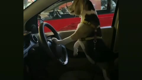 Most virela funny video for dog 🐶 😂😂🤣🤣