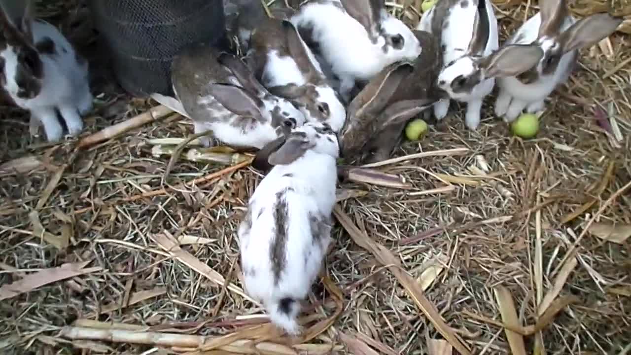 Funny rabbit eating apples