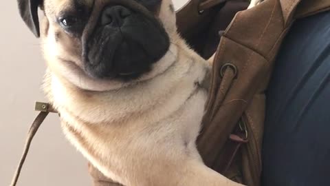 Brown pug dog inside brown back pack