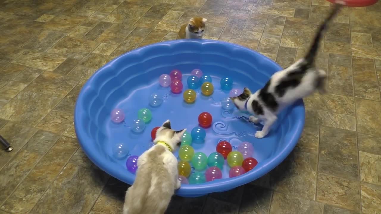 Cute Kittens Play in Ball Pit