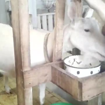 Wounderful view of cat and snake