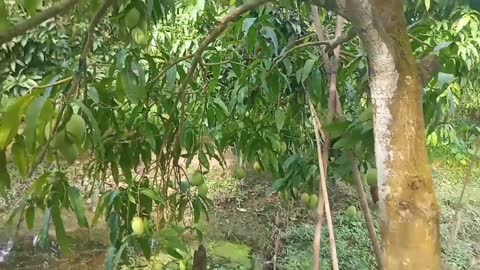 Visit the mango garden in Vietnam