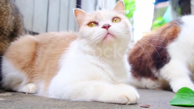 White And Gray Cat Looking Something Animal Portrait.mp4