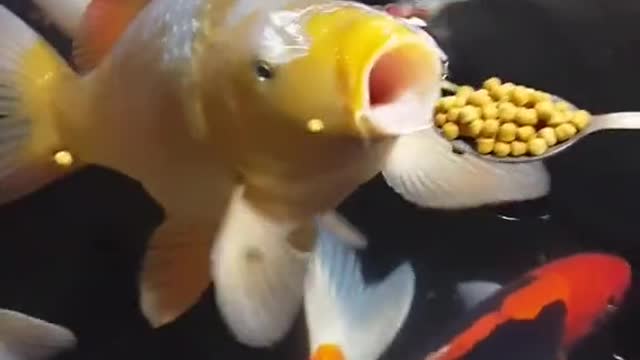Spoilt koi feeding from a spoon