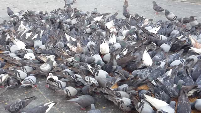 Pigeons all togethers food