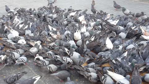 Pigeons all togethers food