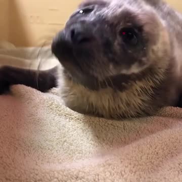 How cute is this little guy