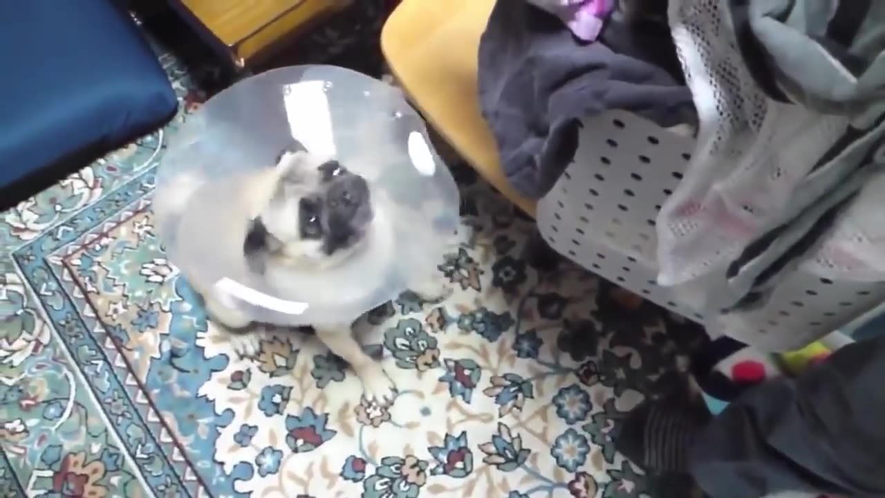 Dog barking funny video