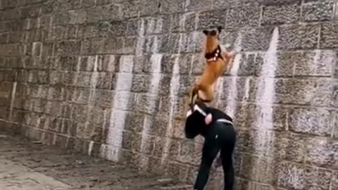 Dog jump very interesting