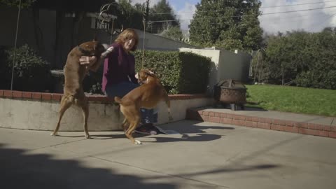 ALL ABOUT LIVING WITH BOXER DOGS
