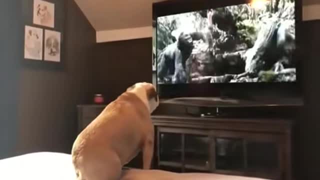 Cute and funny Dog reacts to a movie