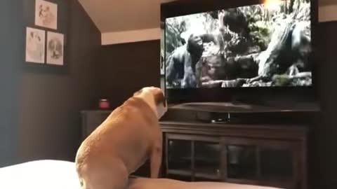 Cute and funny Dog reacts to a movie