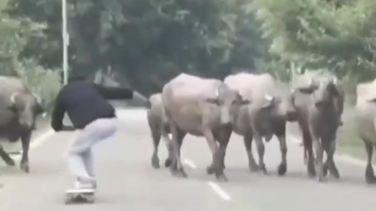 down hill skateboarder going flat chat gets charged by a cow